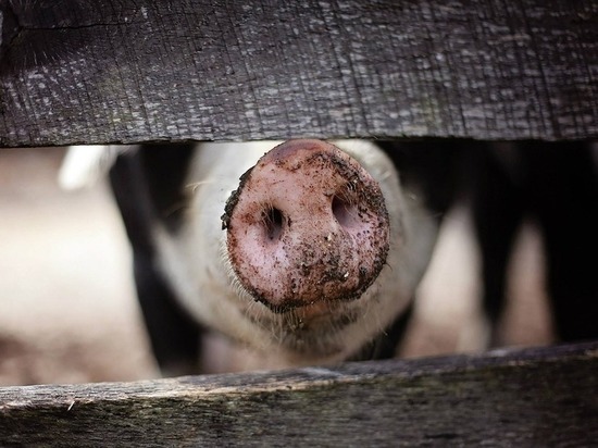 Под Красноярском на свалке с биологическими отходами выявили вирус африканской чумы свиней