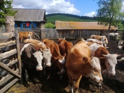 Меры по недопущению заноса и распространения узелкового дерматита крупного рогатого скота на территории Красноярского края